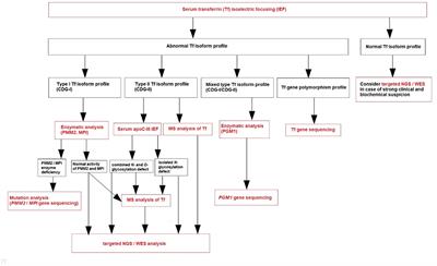 Congenital Disorders of Glycosylation: What Clinicians Need to Know?